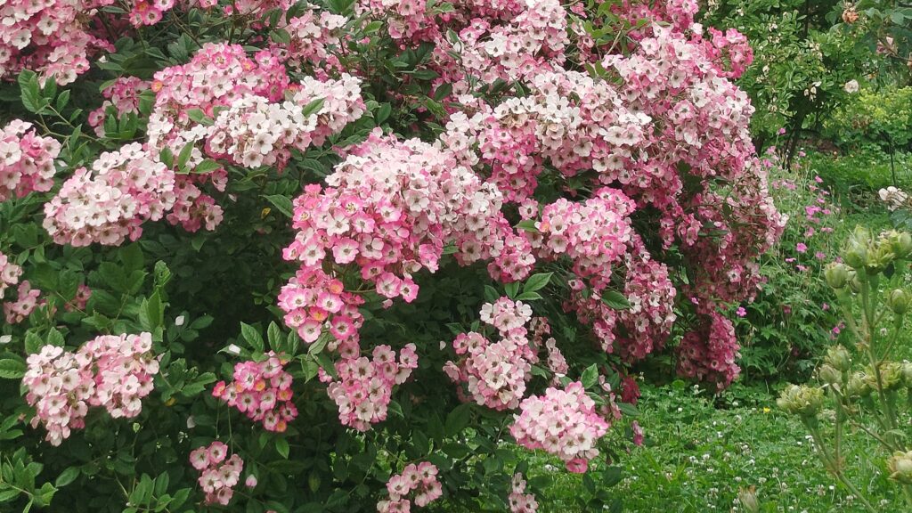 Mainz mit Kindern: Die schönsten Ausflüge, Spielplätze & Schlechtwetter-Tipps 1 Im botanischen Garten in Mainz gibt es viele exotische Pflanzen zu entdecken.